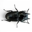 画像3: ババクルビデンスオオクワガタ78ミリペア（特大、準レコードサイズ） (3)